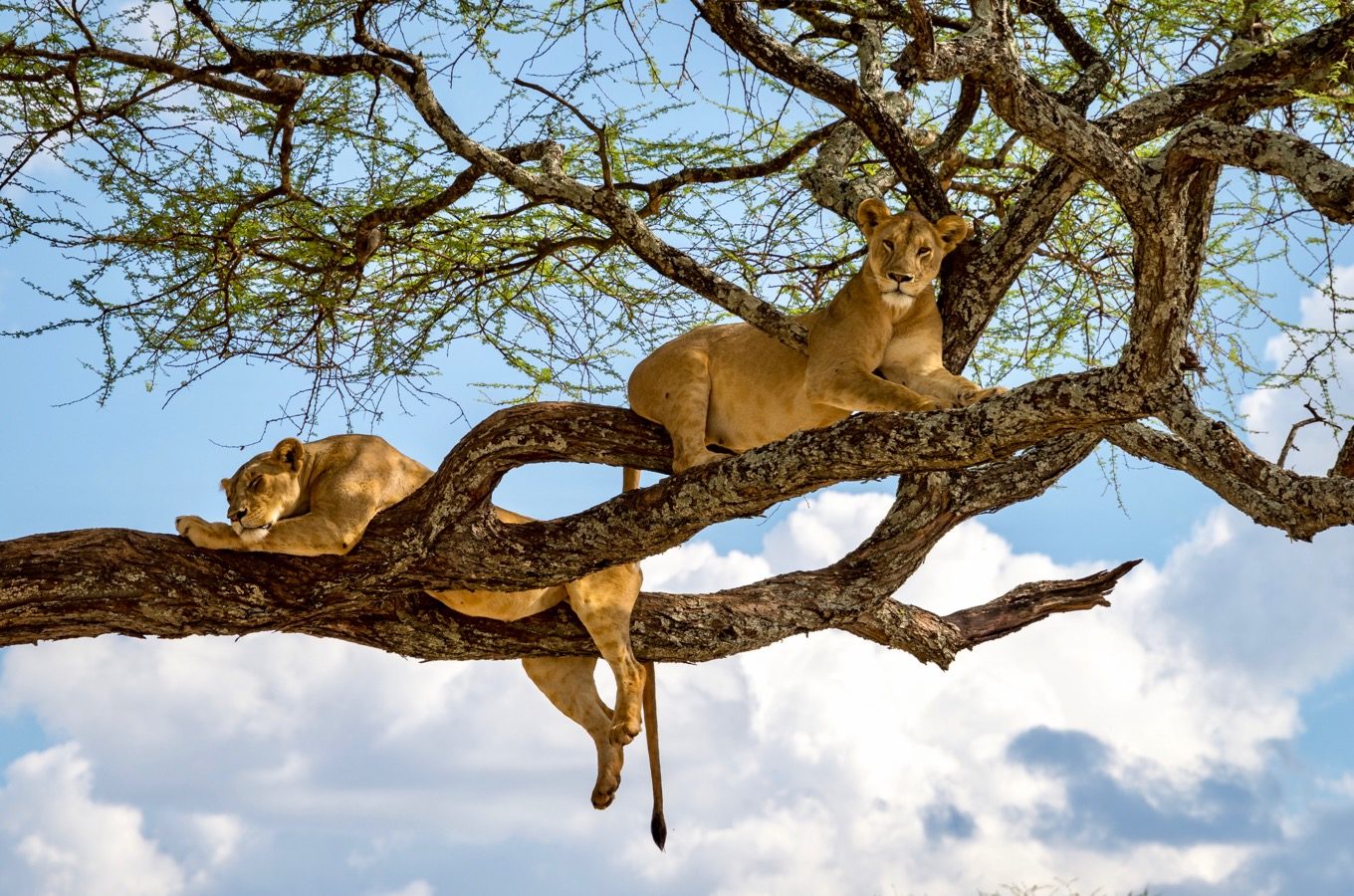 manyara park