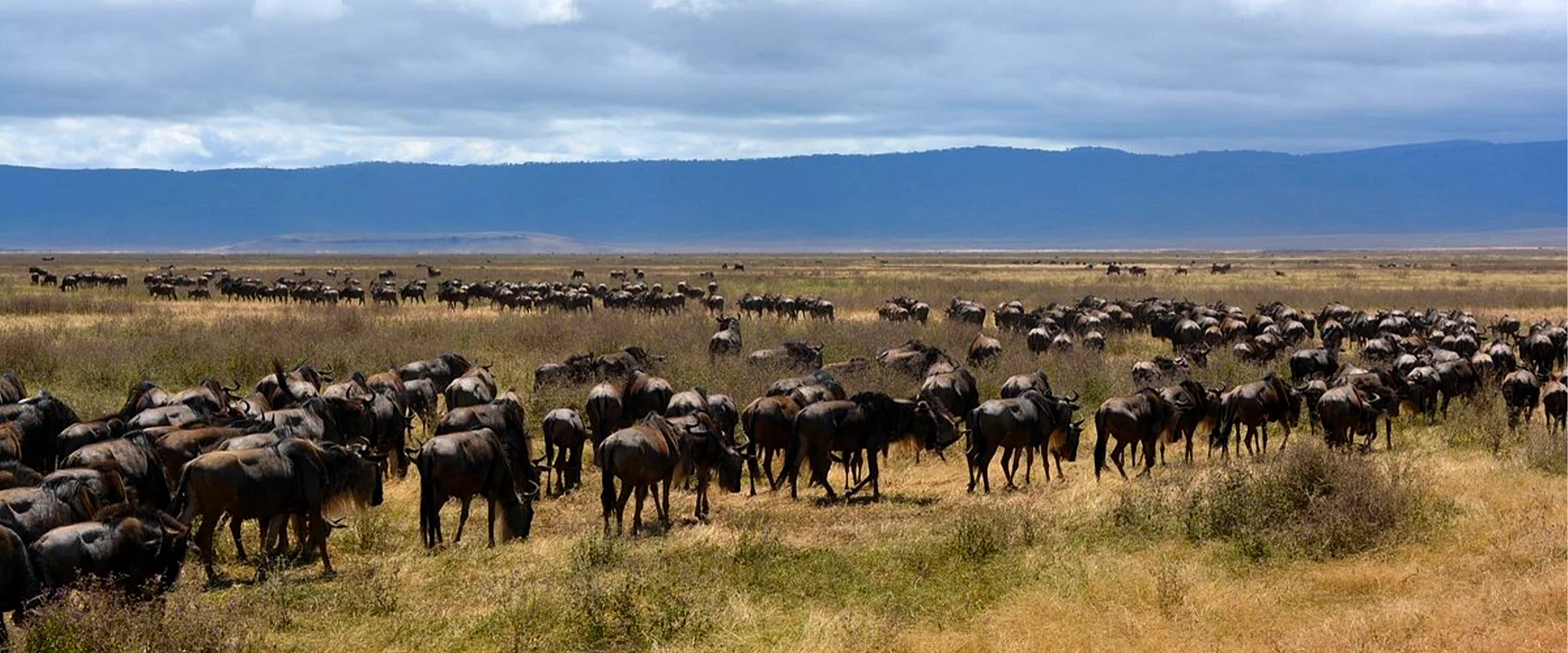 serengeti wildebeest migration