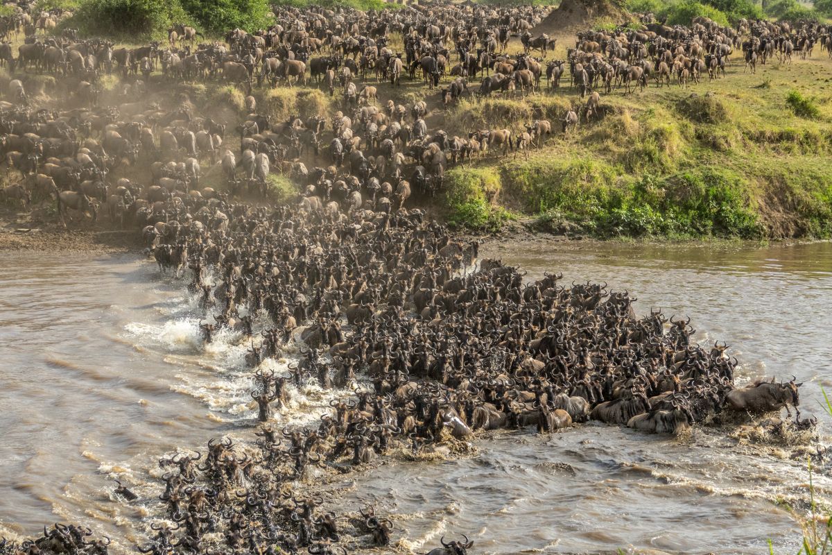 migration safari