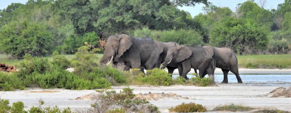 saadani national park4