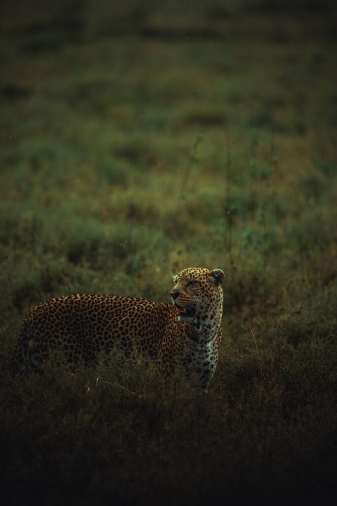 7 Wildebeest Migration Calving Safari 1 matthew stephenson oITP69UERcs unsplash