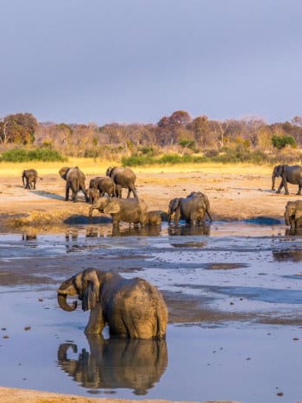 Hwange-elephants