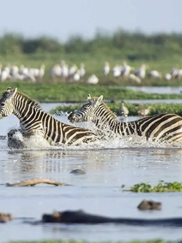 Lake-Manyara-National-Park1