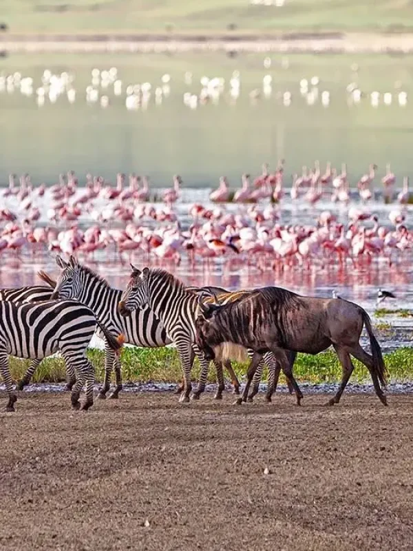 manyara4