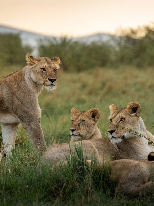 7 Wildebeest Migration Calving Safari 3 pexels-ahmed-galal-12004888 (1)