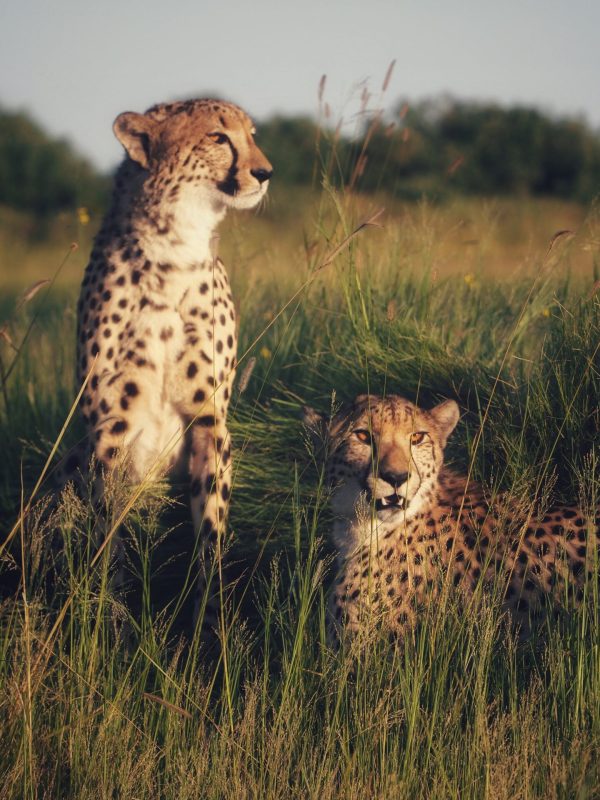 7 Wildebeest Migration Calving Safari 2 pexels-thabang-elvis-kenewendo-16174519