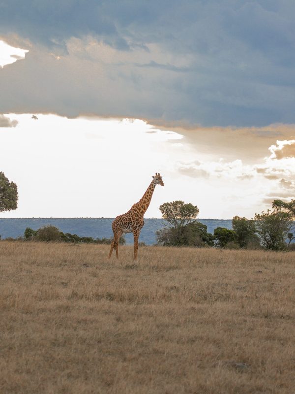 pexels-twilight-kenya-12925483