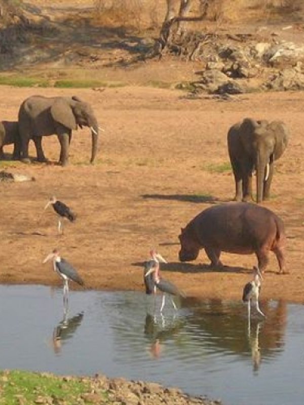 ruaha-national-park (2)