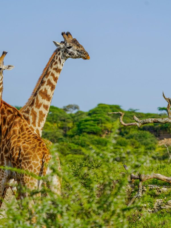 samwel-nsyuka-OZNe5jzwKnw-unsplash