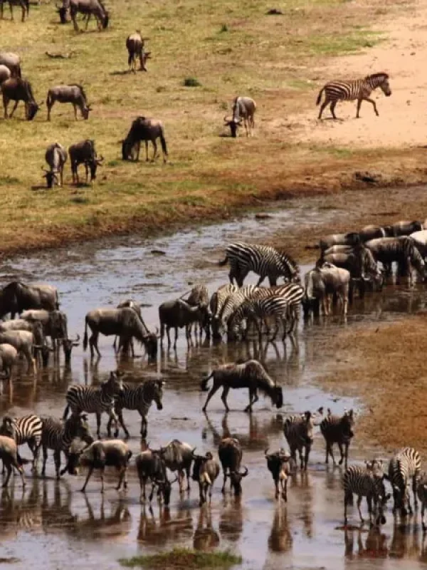 tarangire-national-park-migrations