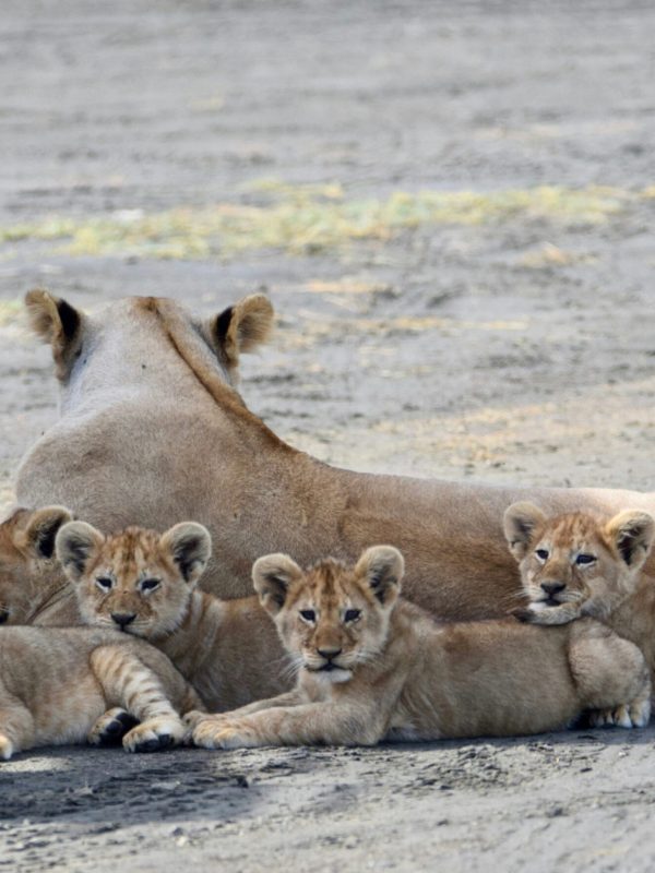 uzuri-safaris-tanzania-65N_pXX8-hE-unsplash