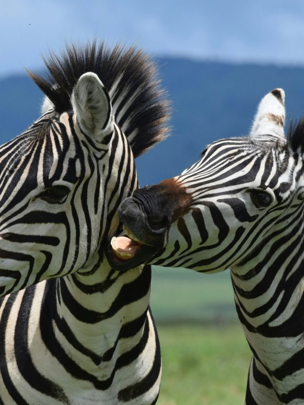 uzuri-safaris-tanzania-JzQfaDFGyF0-unsplash