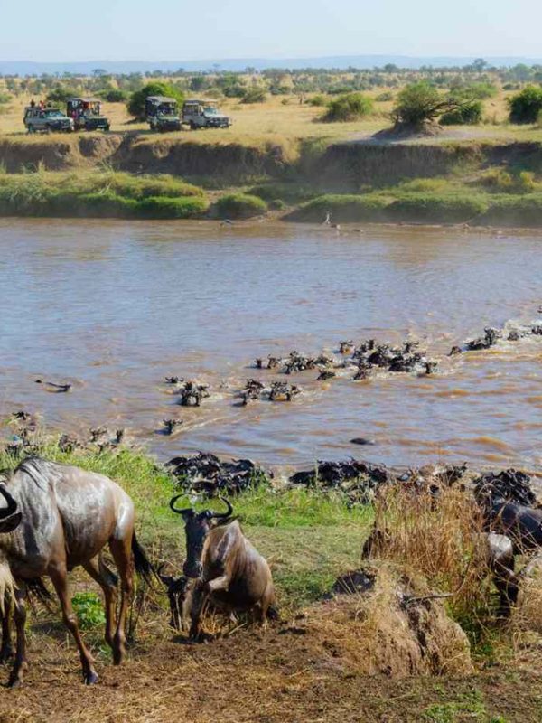 wildebeest-great-migration-mara-river-tanzania-africa